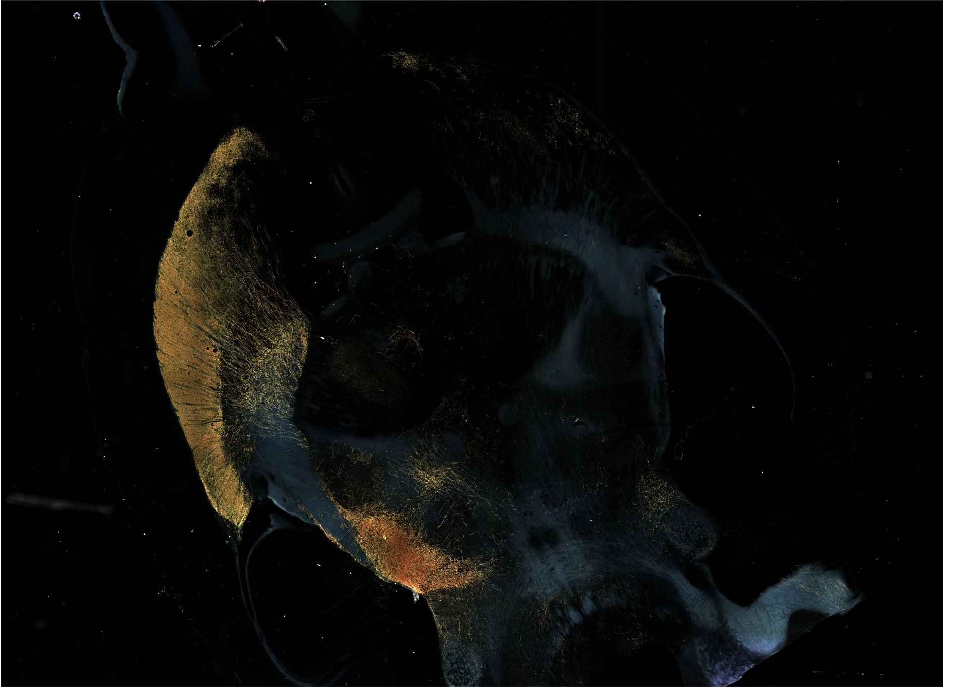 Whole-brain fluorescence image of neural projections and tracts